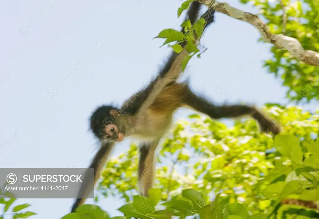 young yucatan spider monkey (ateles geoffroyi yucatanensis), calakmul biosphere reserve, mexico