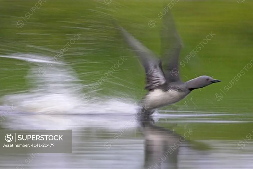 red throated diver taking off gavia stellata finland 