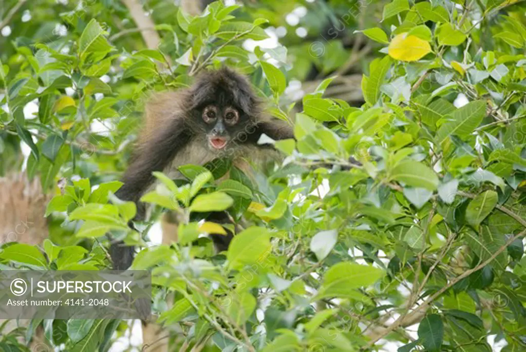 yucatan spider monkey (ateles geoffroyi yucatanensis), calakmul biosphere reserve, mexico