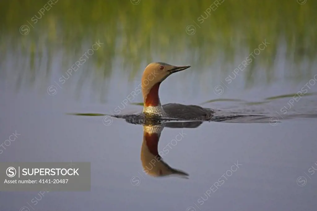 red throated diver gavia stellata on lake finland
