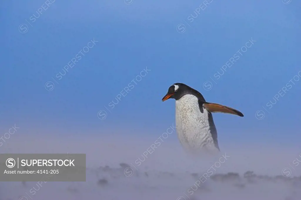 gentoo penguin pygoscelis papua papua in sandstorm falkland islands 