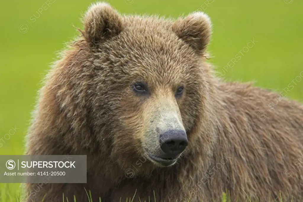 american brown or grizzly bear ursus arctos horribilis young male katmai national park, alaska, usa