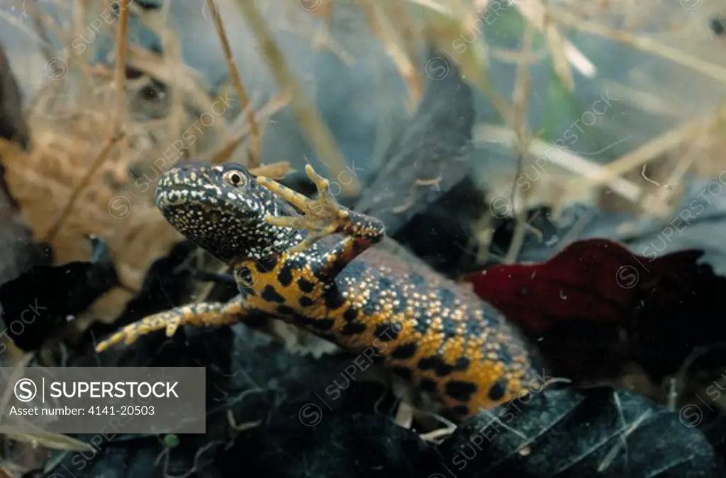 great crested or warty newt triturus cristatus view submerged 