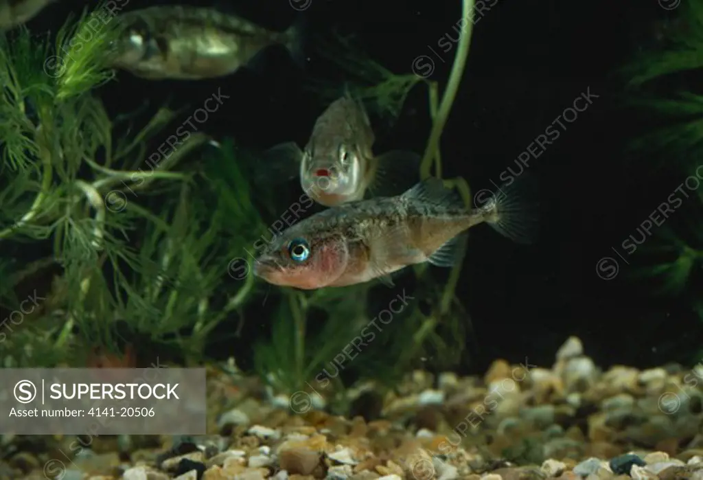 three-spined stickleback pair gasterosteus aculeatus river chess, buckinghamshire 