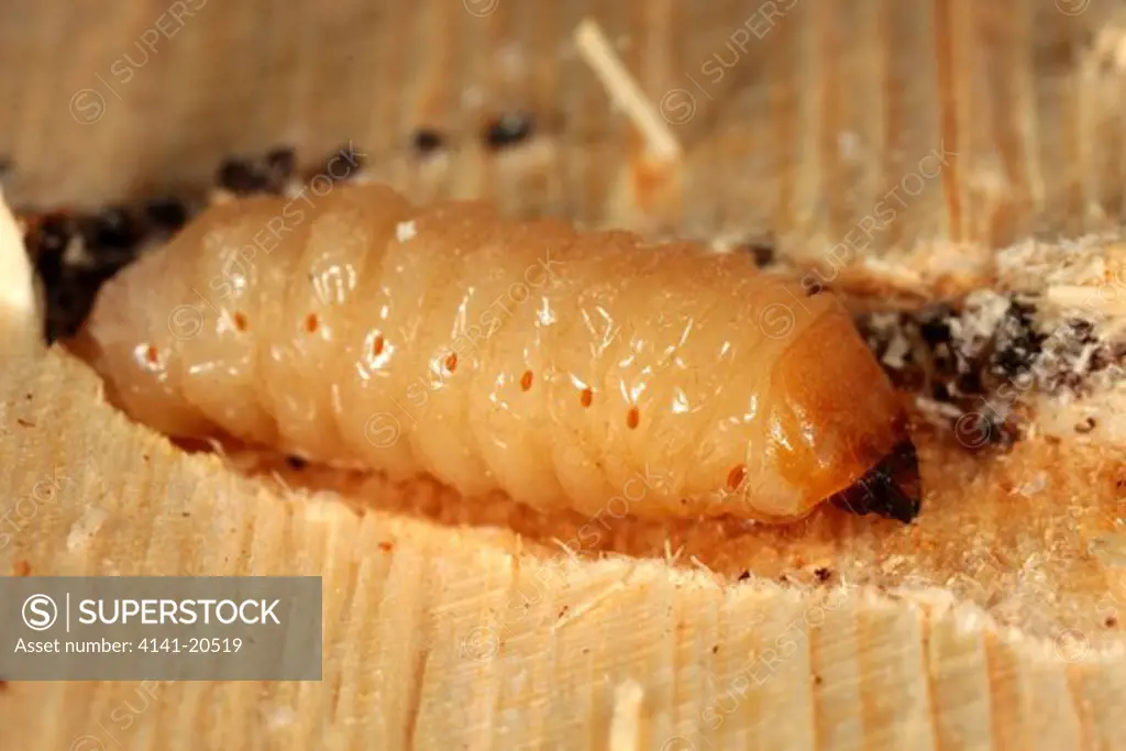 spruce bark beetle larva in sitka spruce alaska dendroctonus rufipennis