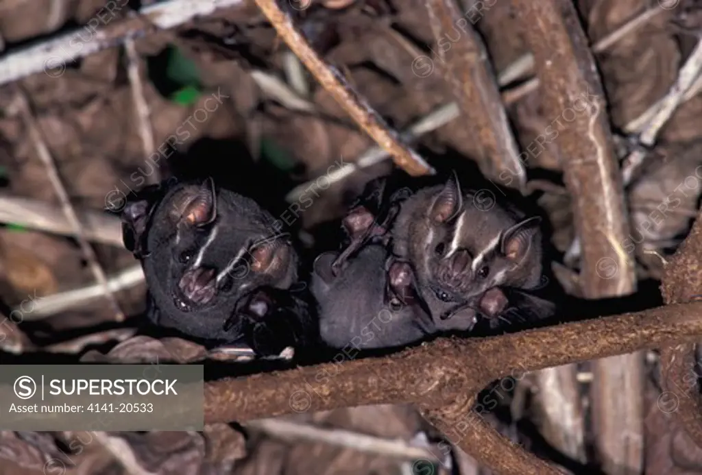 fruit bat artibeus lituratus belize central america