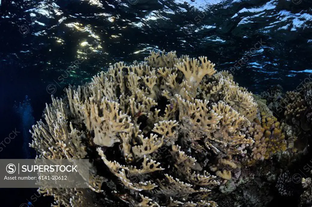 typical red sea reef