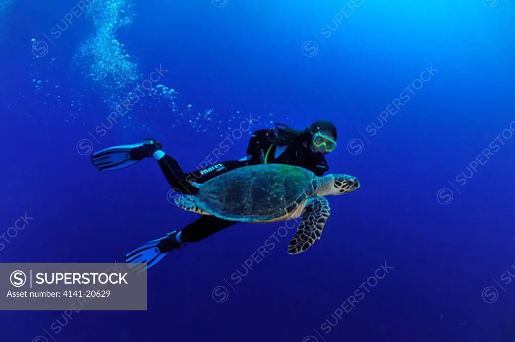 hawksbill turtle and diver