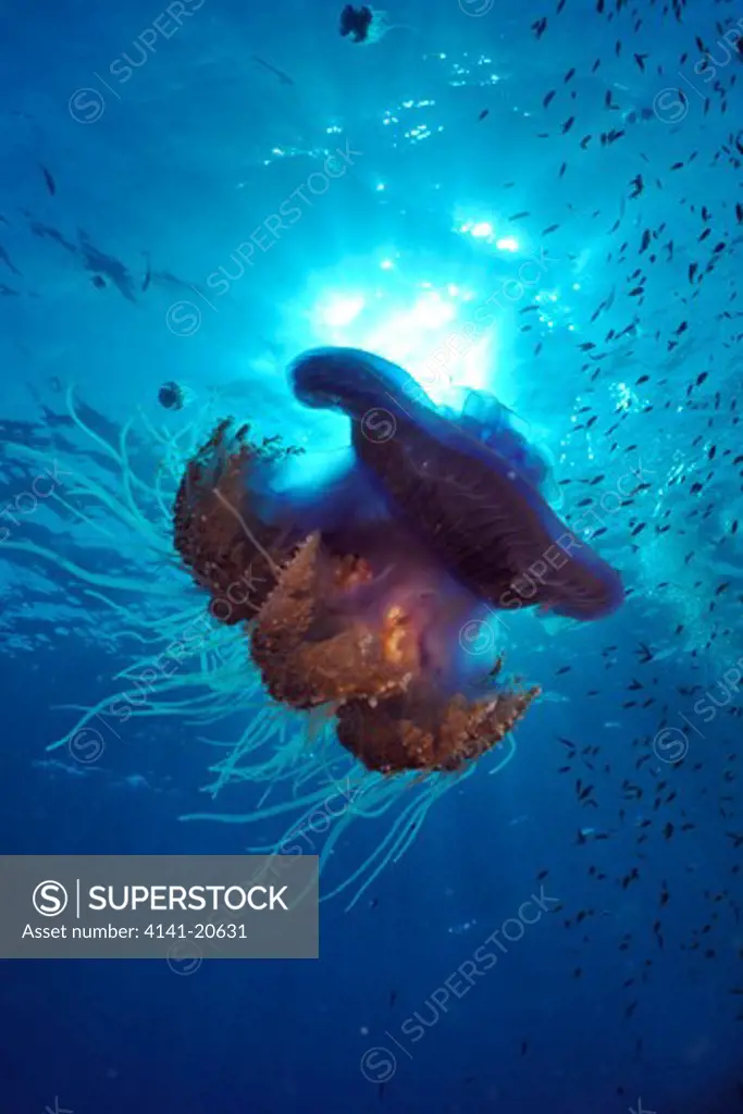 red sea jellyfish