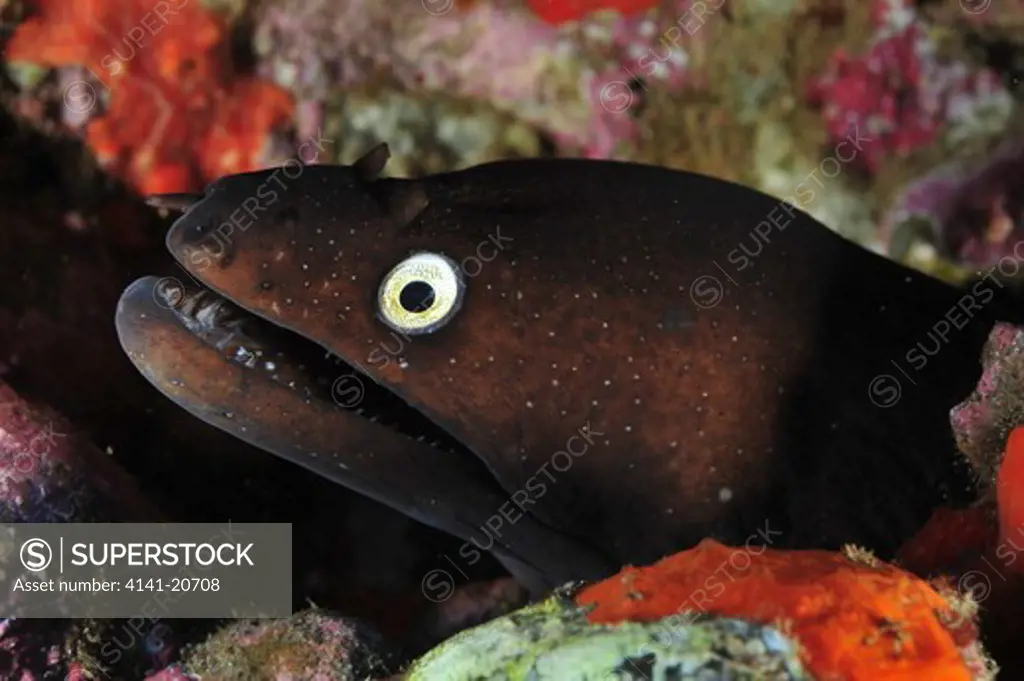 black morey eel