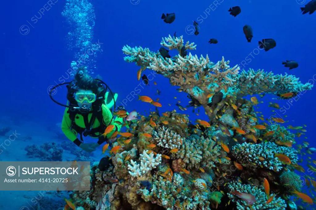 diver in the red sea