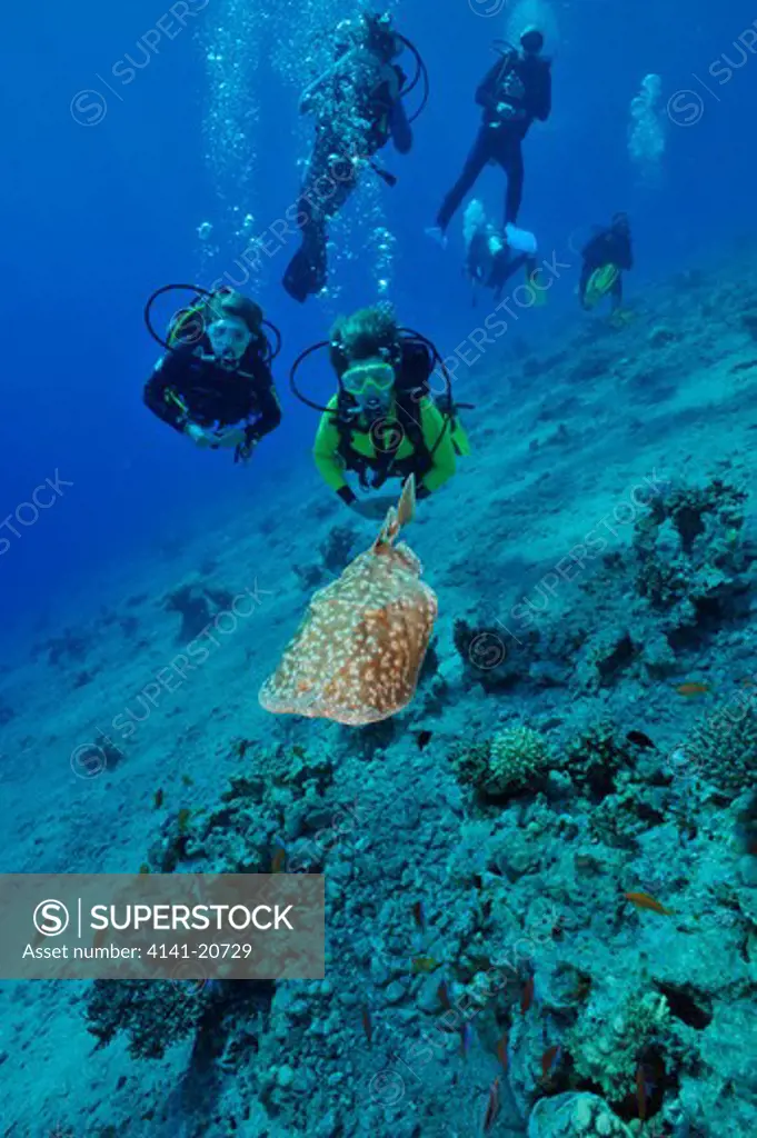 divers and leopard torpedo ray