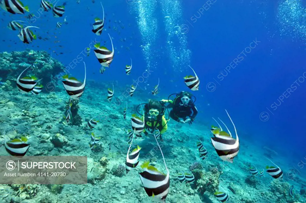 divers and shoaling pennantfish