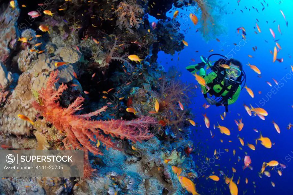 diver in the red sea