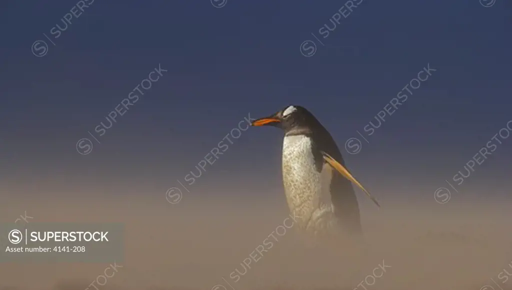 gentoo penguin pygoscelis papua papua in sandstorm on beach falkland islands