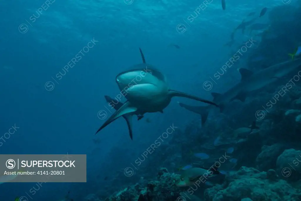 gray reef shark carcharhinus amblyrhynchos. shark reef, beqa lagoon. fiji, south pacific ocean. september 2009