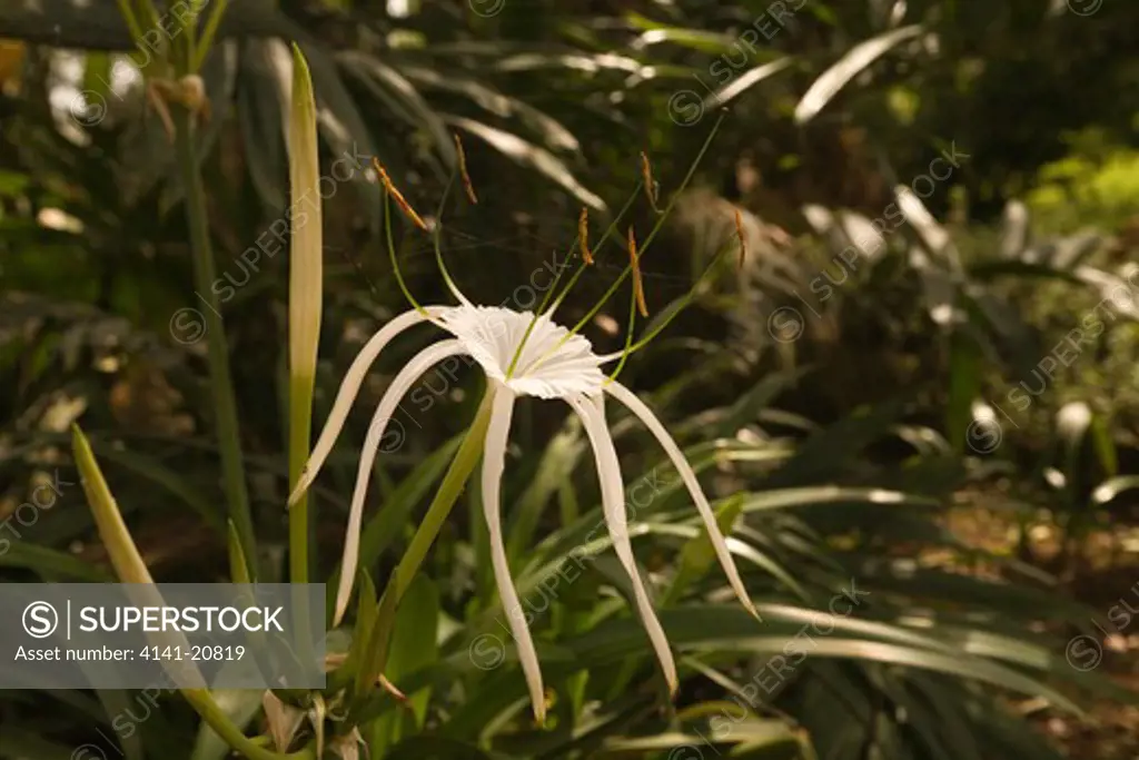flower spider lily (hymenocallis littoralia), single flower in shade situation,entebbe botanical gardens, uganda 