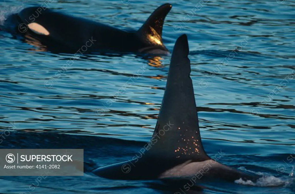 orca or killer whale orcinus orca puget sound, washington, usa 