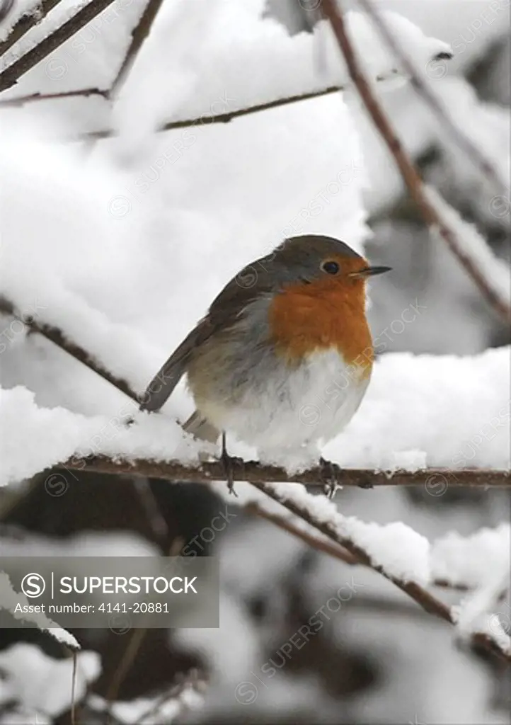 thousands of schools are closed and travellers have been hit by major disruption after further heavy snowfall hit large parts of the uk. parts of scotland and northern england have had more snow, which has also spread to southern areas of the uk. photo shows; adult robin erithacus rubecula in the snow in reigate,surrey. 