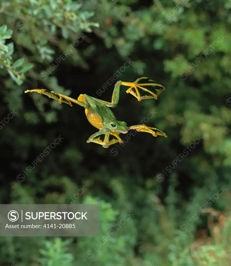 wallace's flying frog gliding rhacophorus nigropalmatus also called abah river flying frog image carries 50% surcharge