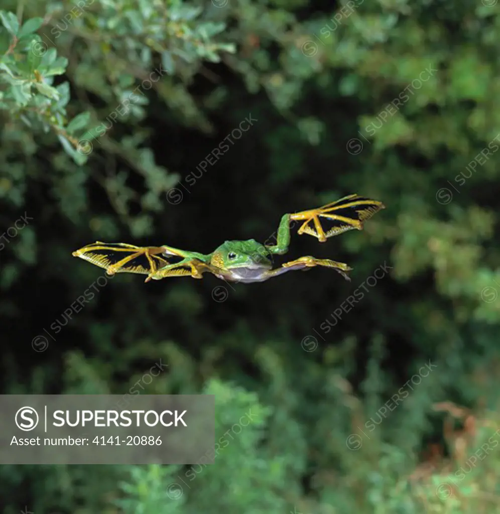 wallace's flying frog gliding rhacophorus nigropalmatus also called abah river flying frog