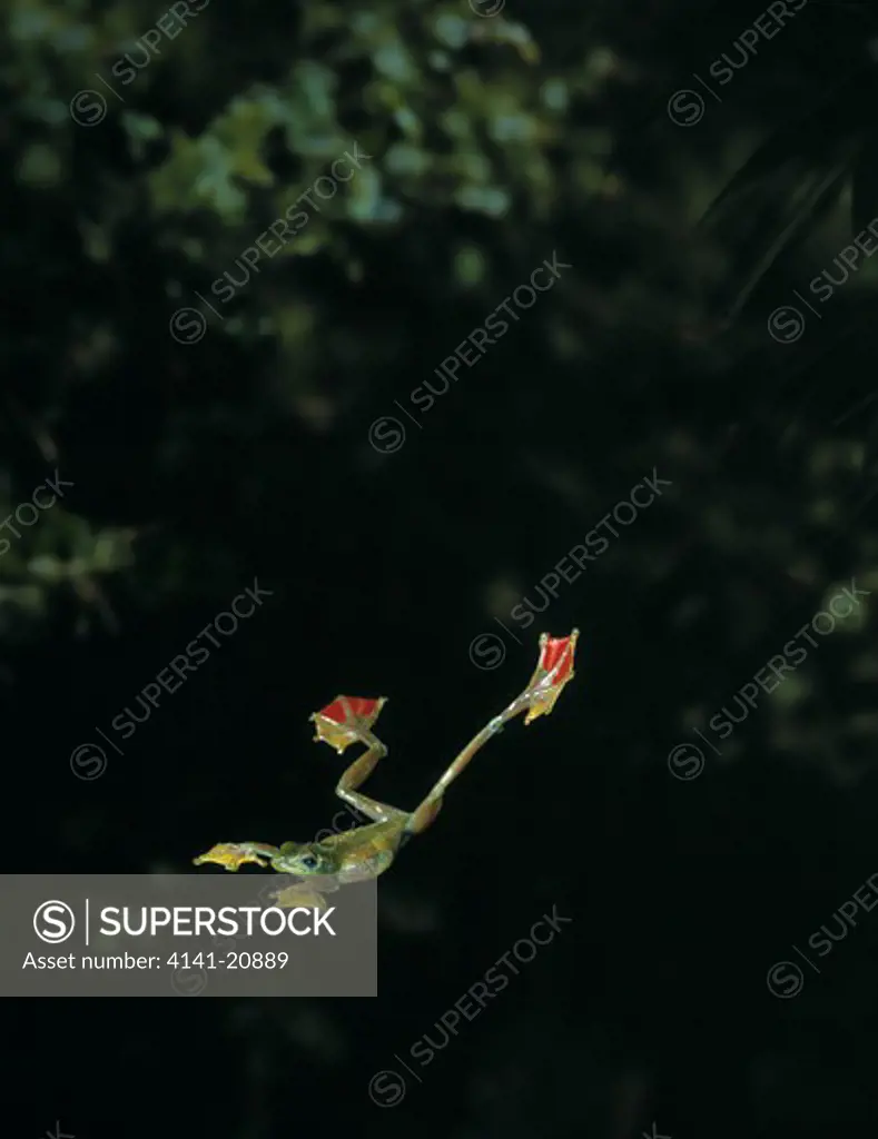 jade flying frog rhacophorus sp. gliding between trees