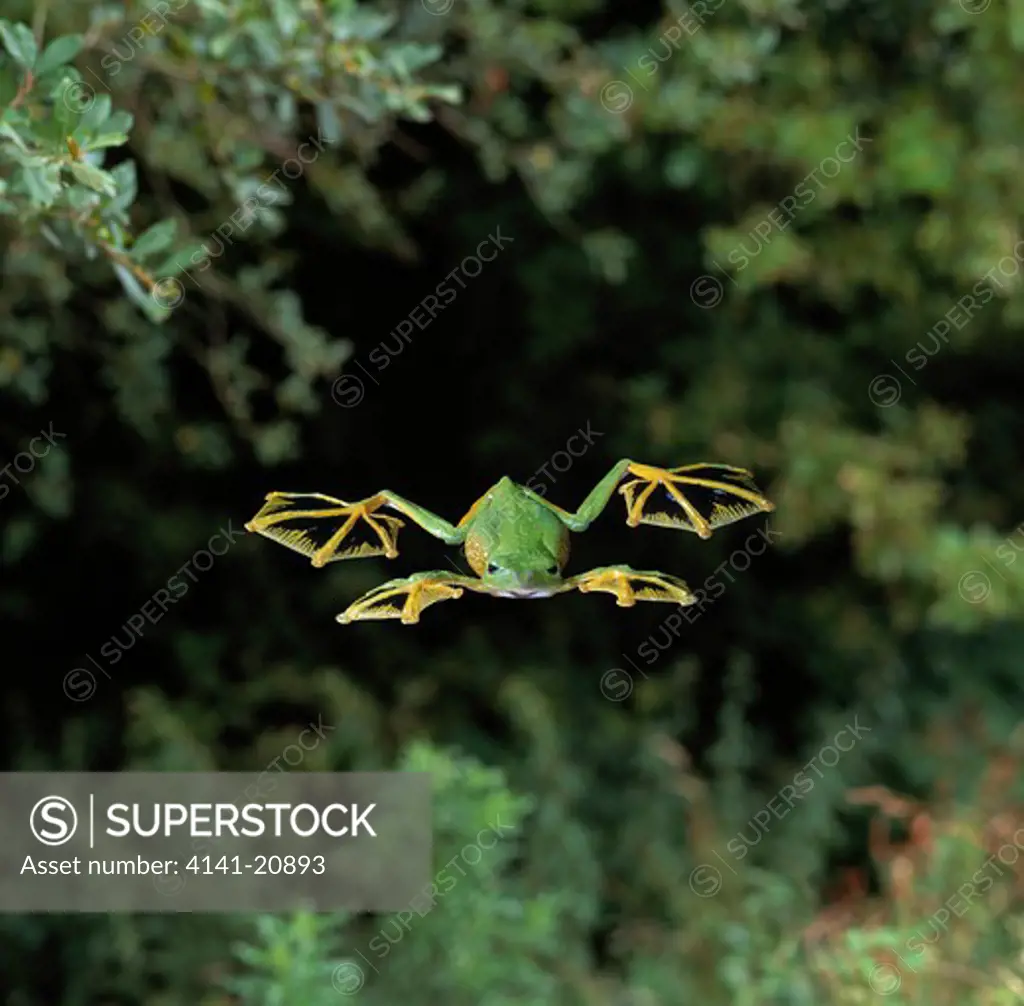 wallace's flying frog gliding rhacophorus nigropalmatus also called abah river flying frog image carries 50% surcharge