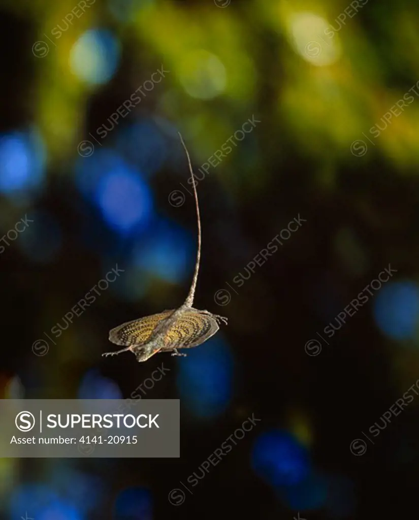 common flying dragon draco volans gliding, lateral view image carries 50% surcharge