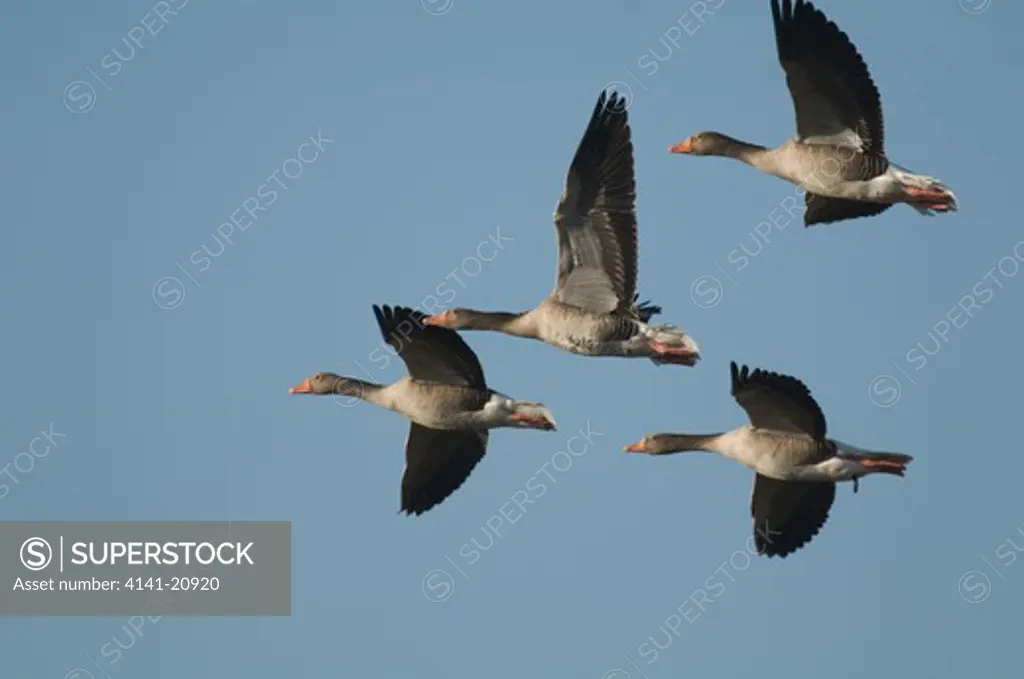 greylag geese, anser anser