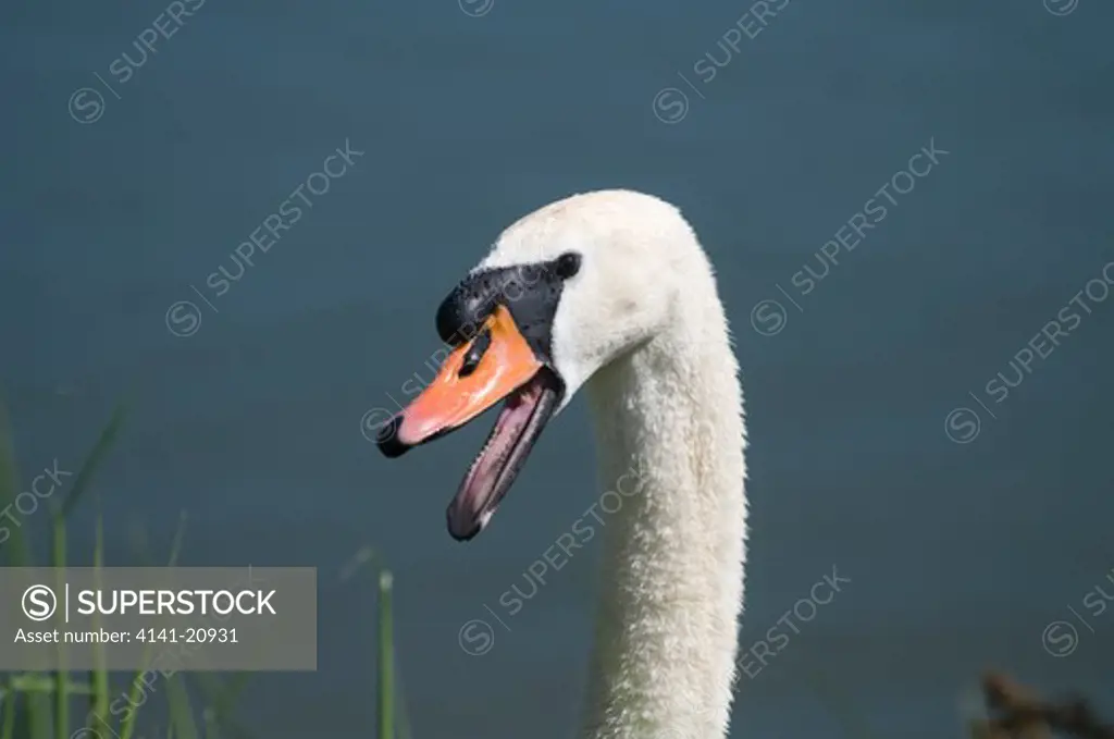 mute swan, cygnus olor, head detail