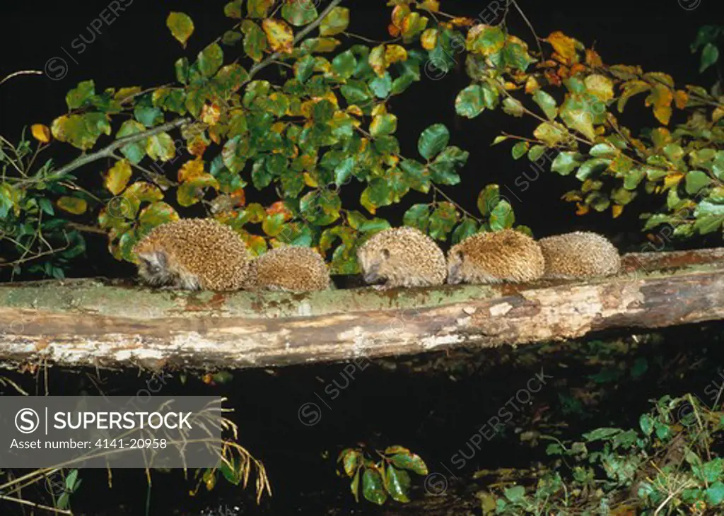 hedgehog erinaceus europaeus mother & young, crossing stream on fallen branch 