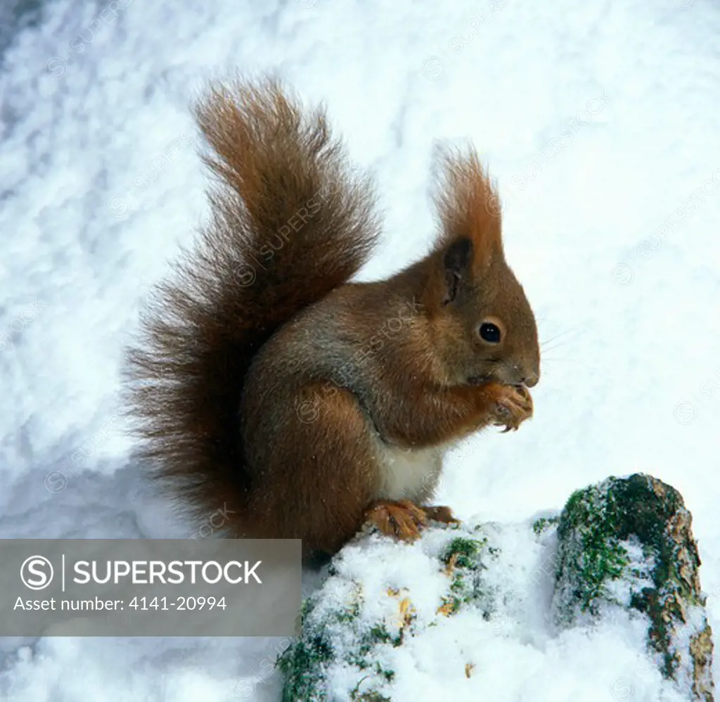 red squirrel sciurus vulgaris on lying snow, holding nut 