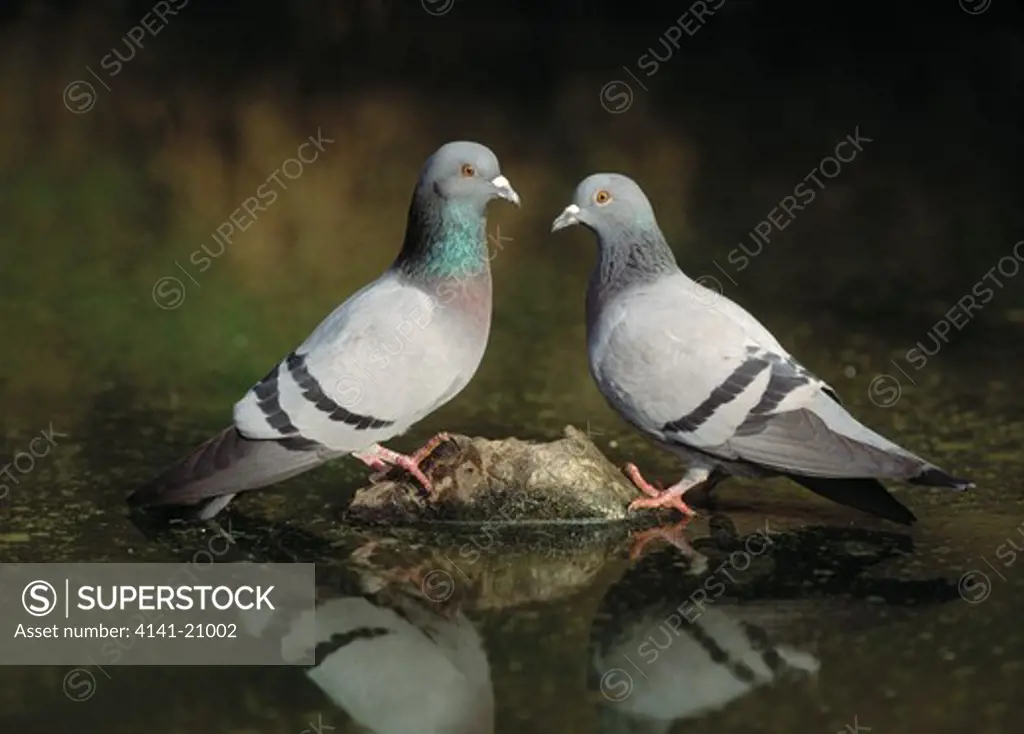 feral pigeon columba livia two on stone in shallow water 