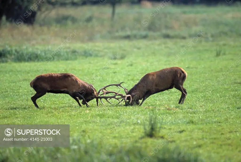 red deer cervus elaphus mature male stags sparring