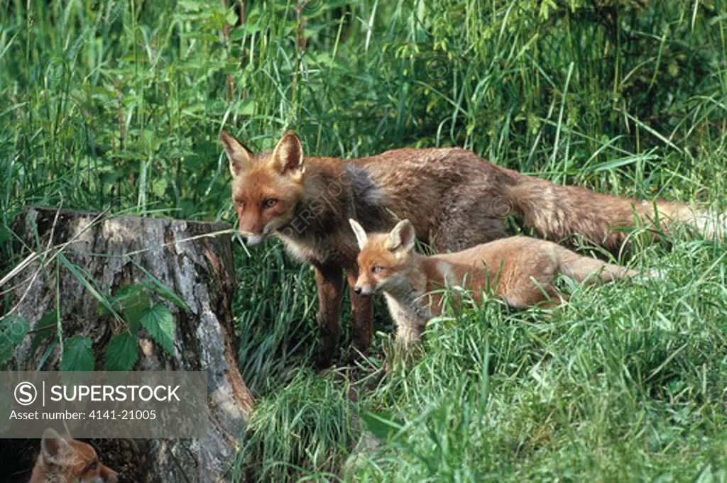 european red fox vulpes vulpes with two young