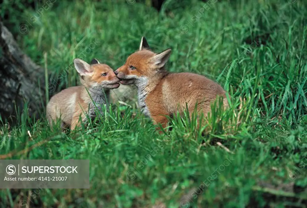 european red fox vulpes vulpes two young nuzzling