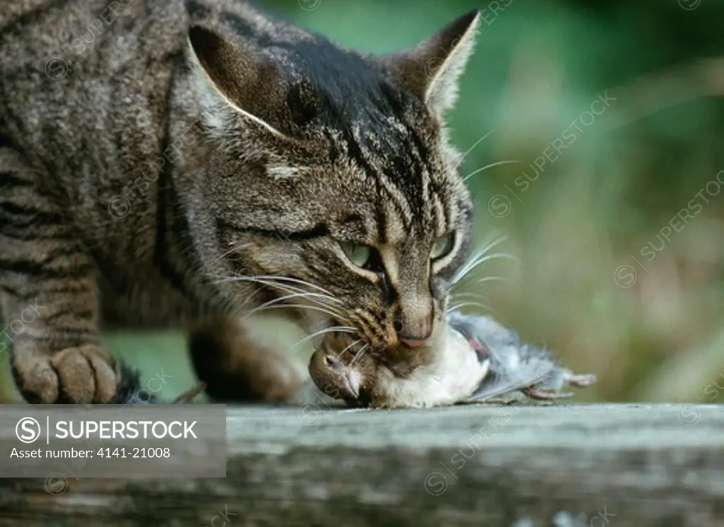 domestic cat with bird prey in mouth 