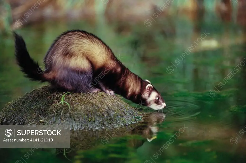 polecat mustela putorius drinking from lake 