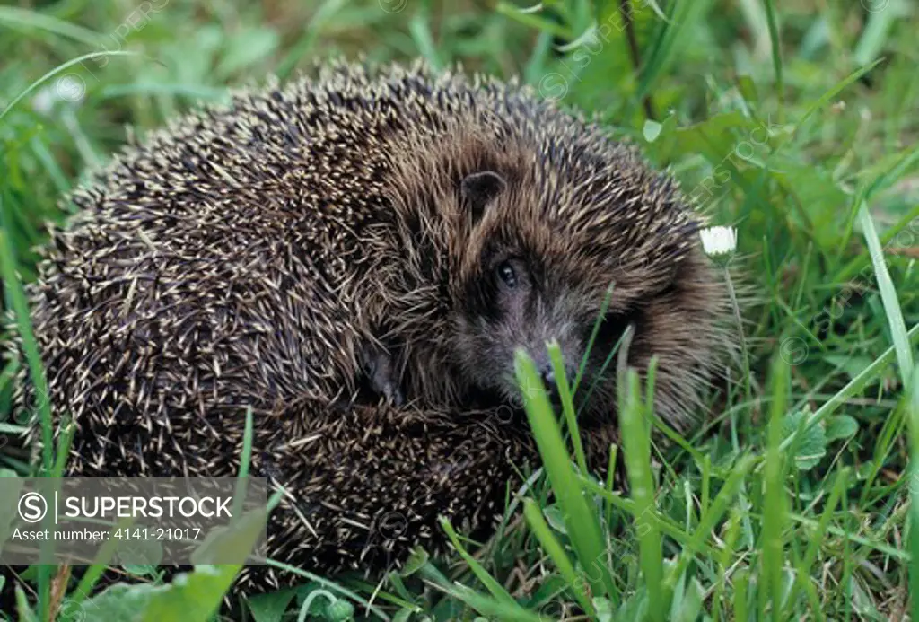 hedgehog on grass erinaceus europaeus 