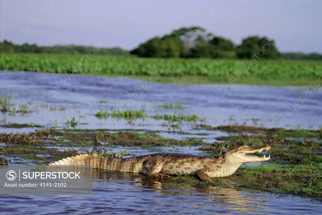 spectacled caiman caiman crocodilus in shallows llanos, venezuela