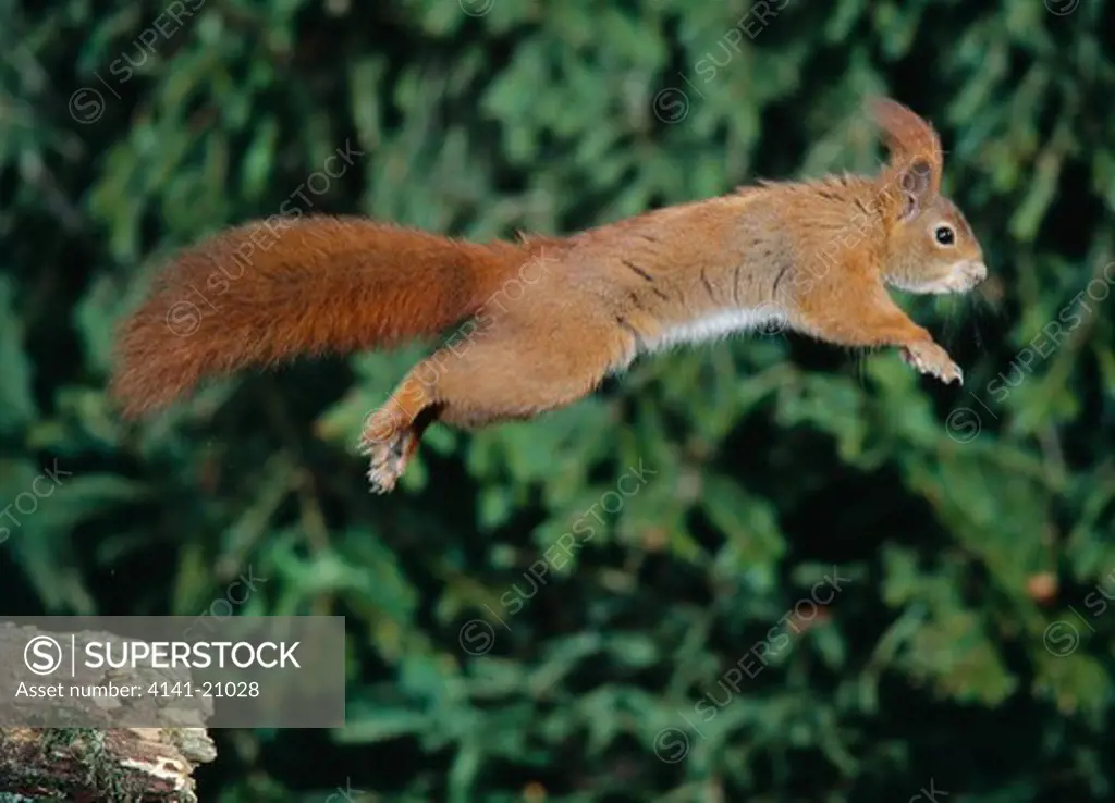 red squirrel sciurus vulgaris leaping between trees 
