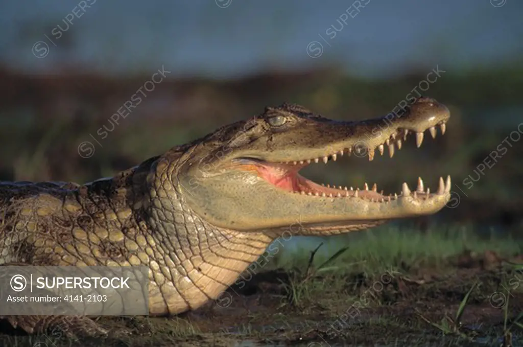 spectacled caiman gaping caiman crocodilus llanos, western venezuela