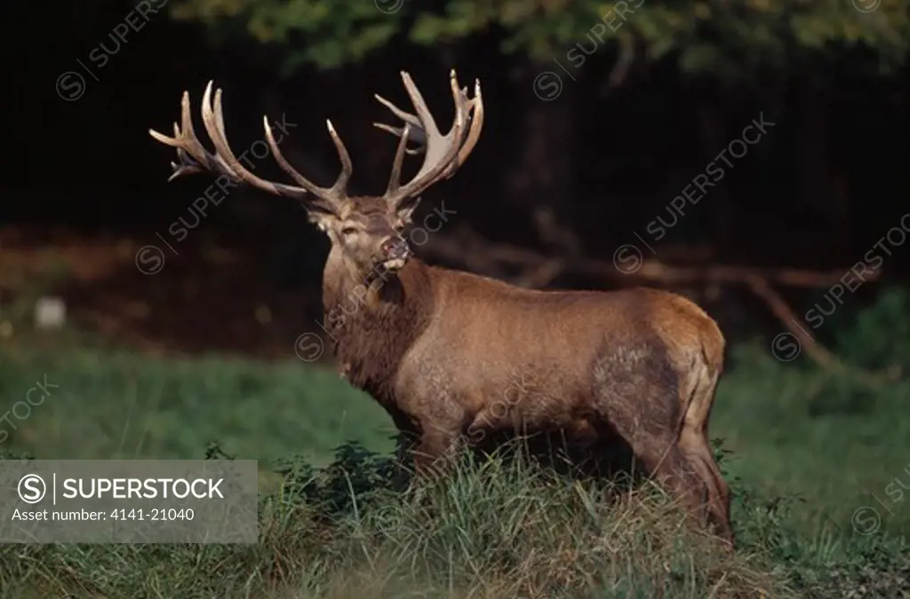 red deer cervus elaphus stag with nine-point antlers 