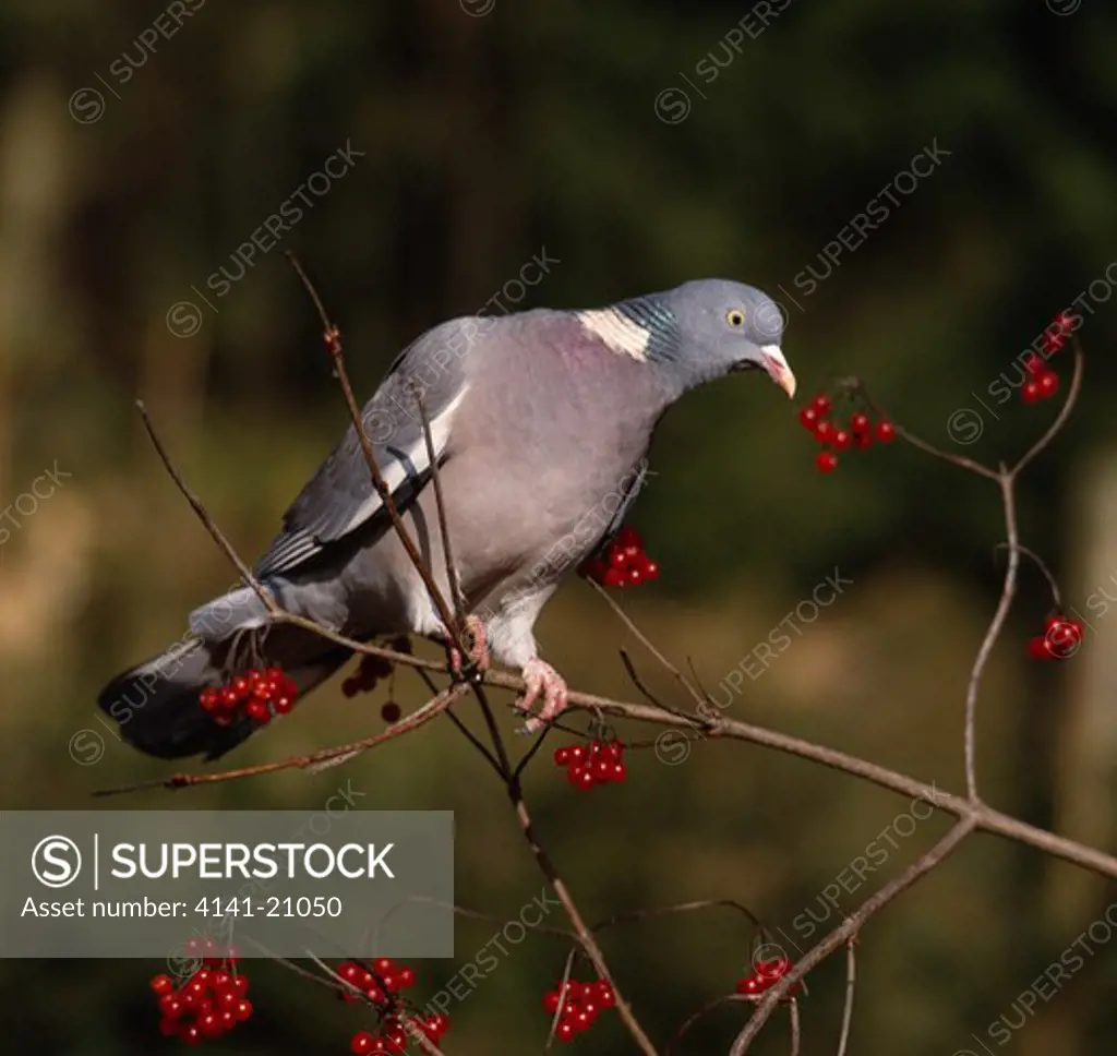 wood pigeon on guelder rose columba palumbus