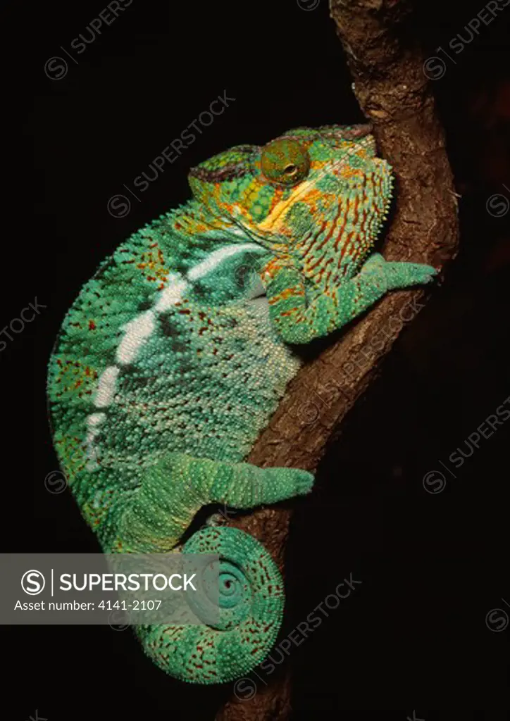 panther chameleon male chamaeleo pardalis madagascar 