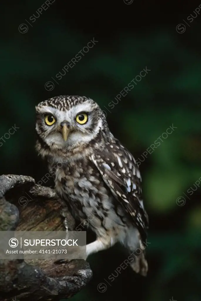 little owl athene noctua on stump of hollow branch 