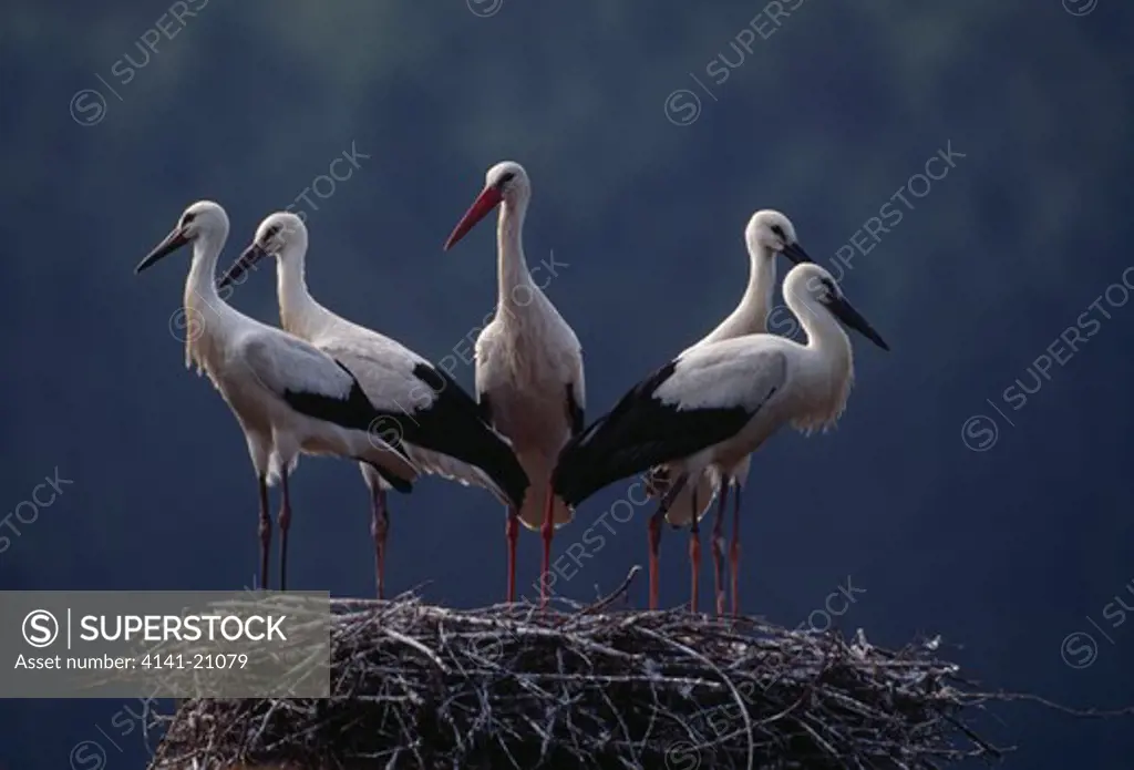white stork standing on nest ciconia ciconia with group of fledged young