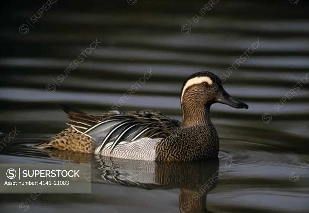 garganey duck anas querquedula male on water 