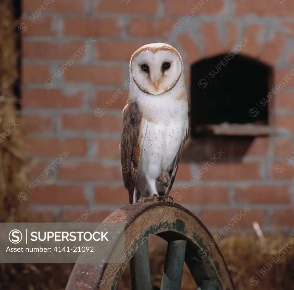 barn owl perched on cartwheel tyto alba