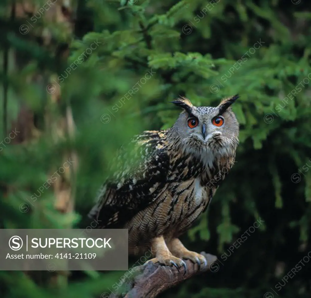 european eagle owl on stump bubo bubo